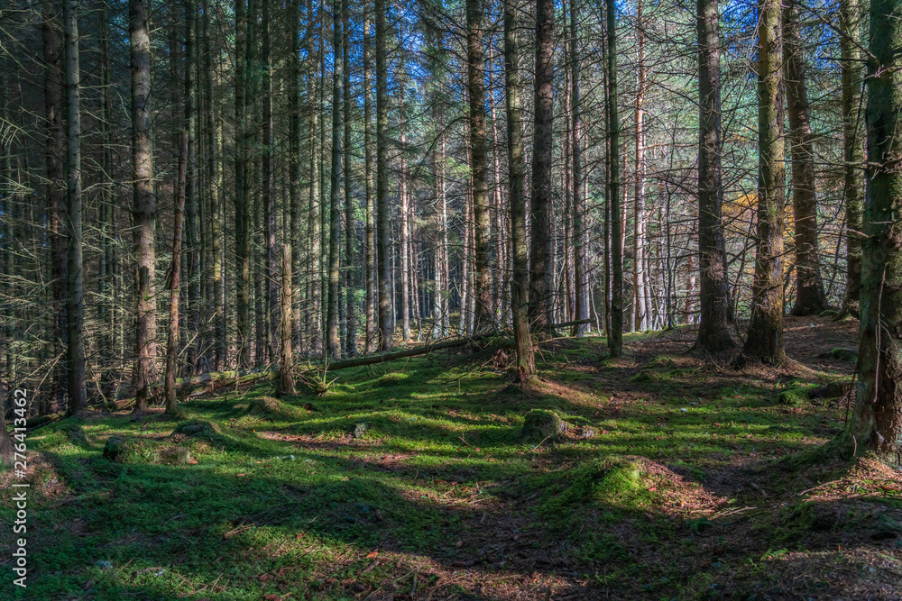 Fototapeta premium Las sosnowy w Szkocji