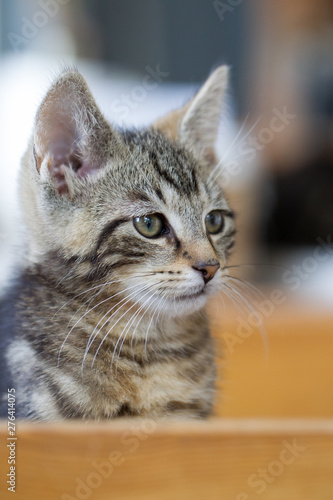 niedliches Katzenkind in einer Wohnung, getigerte Katze, Kitten sitzt und schaut, grauer Tiger, kitten