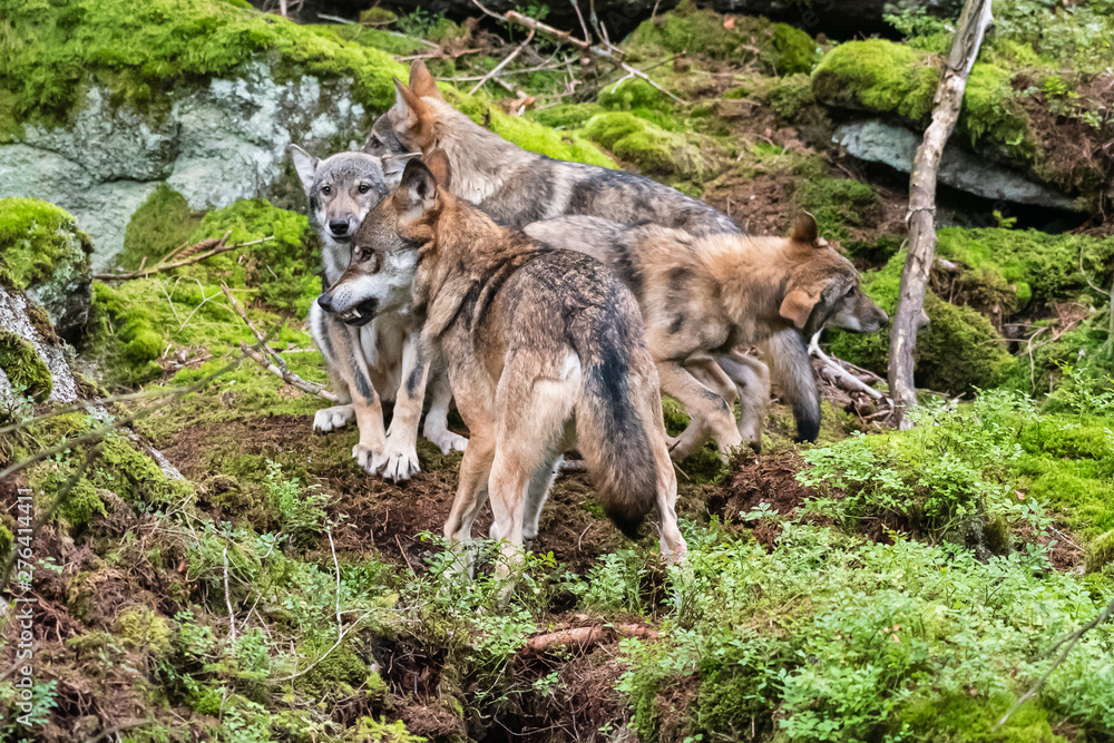 Fototapeta premium A lone Timber wolf or Grey Wolf Canis lupus standing on a rocky cliff looking back on a rainy day in autumn in Quebec, Canada