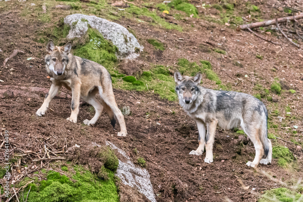 A lone Timber wolf or Grey Wolf Canis lupus standing on a rocky cliff looking back on a rainy day in autumn in Quebec, Canada A lone Timber wolf or Grey Wolf Canis lupus standing on a rocky cliff looking back on a rainy day in autumn in Quebec, Canada