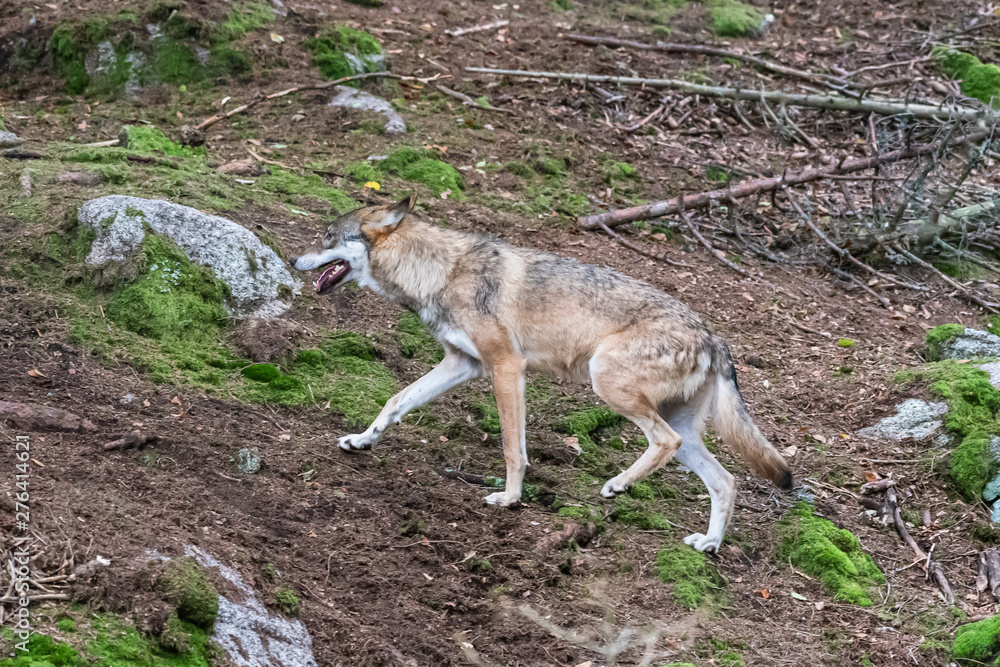 A lone Timber wolf or Grey Wolf Canis lupus standing on a rocky cliff looking back on a rainy day in autumn in Quebec, Canada A lone Timber wolf or Grey Wolf Canis lupus standing on a rocky cliff looking back on a rainy day in autumn in Quebec, Canada