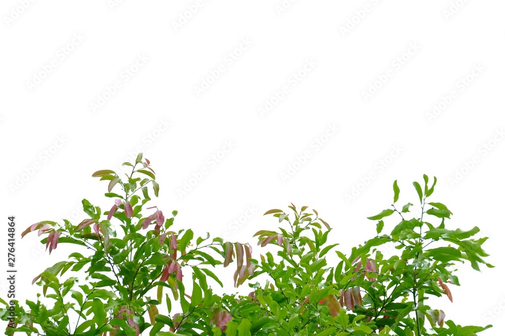 Tropical tree leaves with branches on white isolated background for green foliage backdrop Tropical tree leaves with branches on white isolated background for green foliage backdrop
