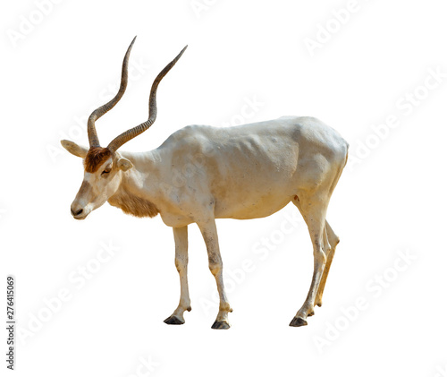Isolated addax antelope on white background