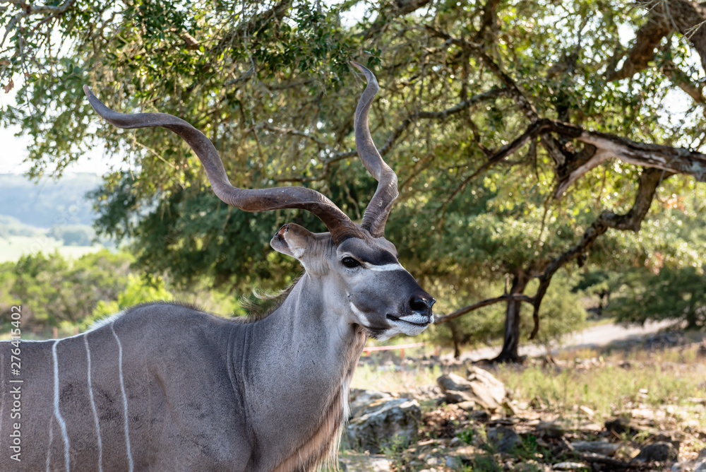 Closeup of kudu antelope male head and shoulders Closeup of kudu antelope male head and shoulders