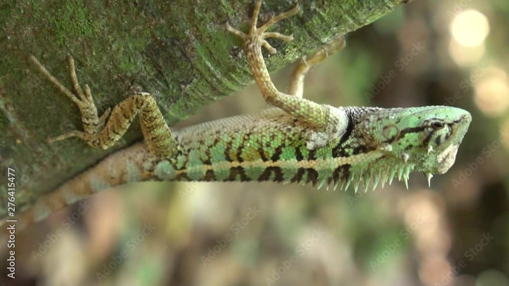Closeup of beautiful crested lizard om the tree branch
