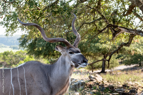 Closeup of kudu antelope male head and shoulders
