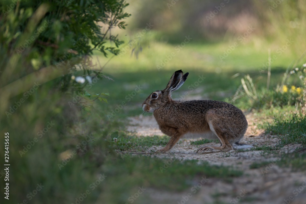 Fototapeta premium Rabbit