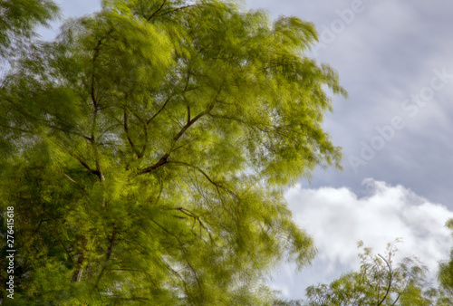 Multiple exposure of the canopy of a willow tree being blown by strong wind. Captured at the Andean mountains of central Colombia.