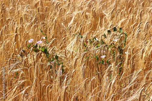 field with ripe barley photo