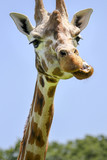 Funny giraffe animal face