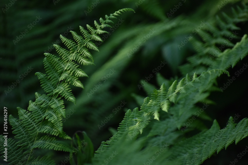 leaf of fern leaf of fern