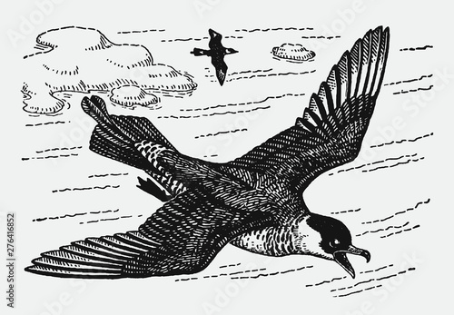 Pomarine jaeger stercorarius  pomatorhine flying over two islands in the sea. Illustration after a historical engraving from the early 20th century