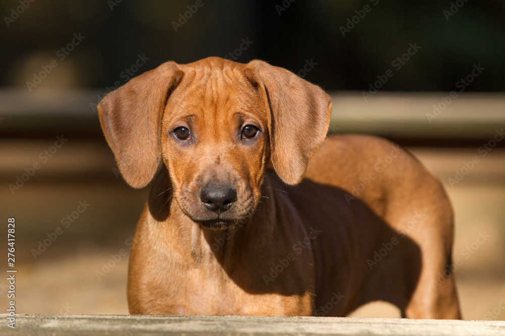 Rhodesian Ridgeback Welpe