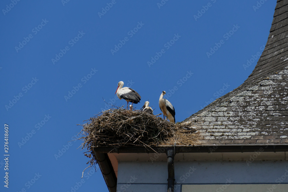 Störche in ihrem Nest mit Jungtieren, auf der St. Nilolaus Kirche in Gamshurst Achern Störche in ihrem Nest mit Jungtieren, auf der St. Nilolaus Kirche in Gamshurst Achern