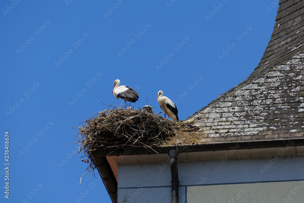 Störche in ihrem Nest mit Jungtieren, auf der St. Nilolaus Kirche in Gamshurst Achern Störche in ihrem Nest mit Jungtieren, auf der St. Nilolaus Kirche in Gamshurst Achern