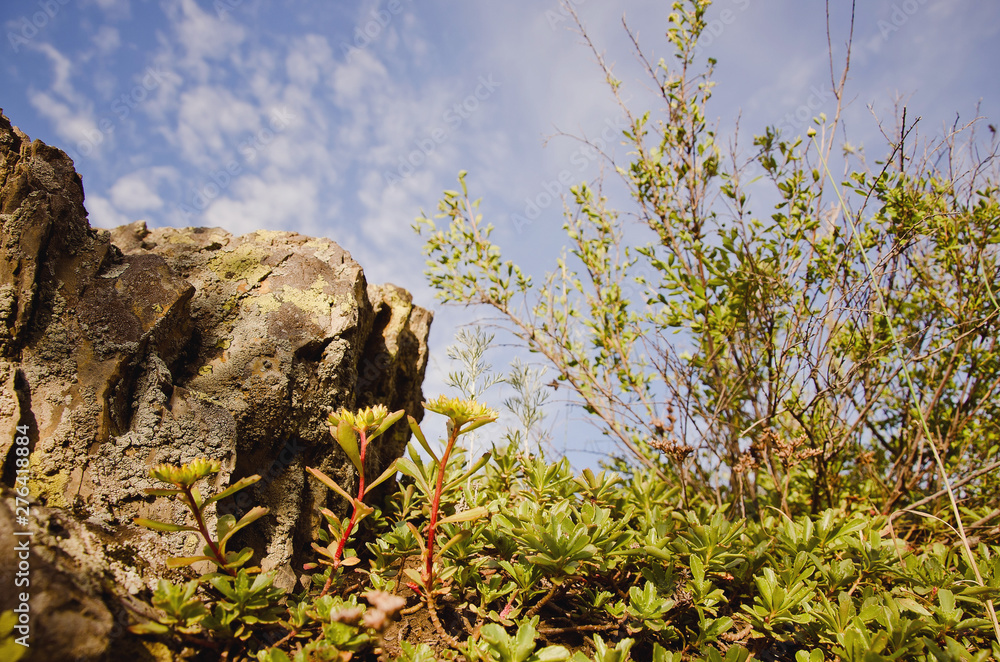 Obraz premium grass on a rock