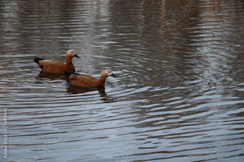 Obraz na płótnie Two ducks Ogar on the pond