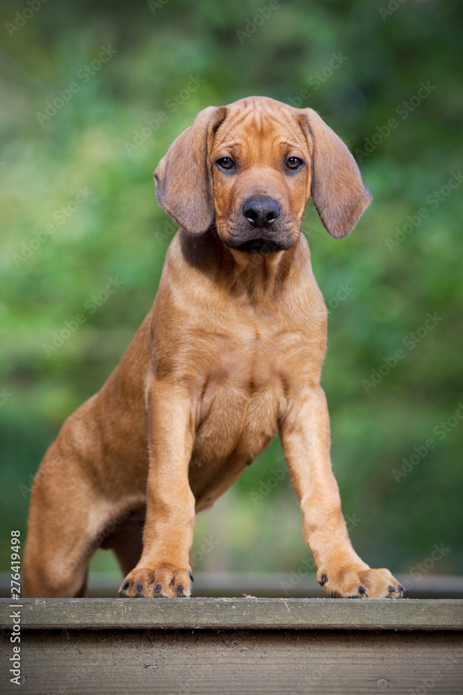 Rhodesian Ridgeback Welpe