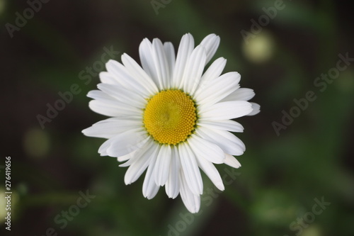 Chamomile