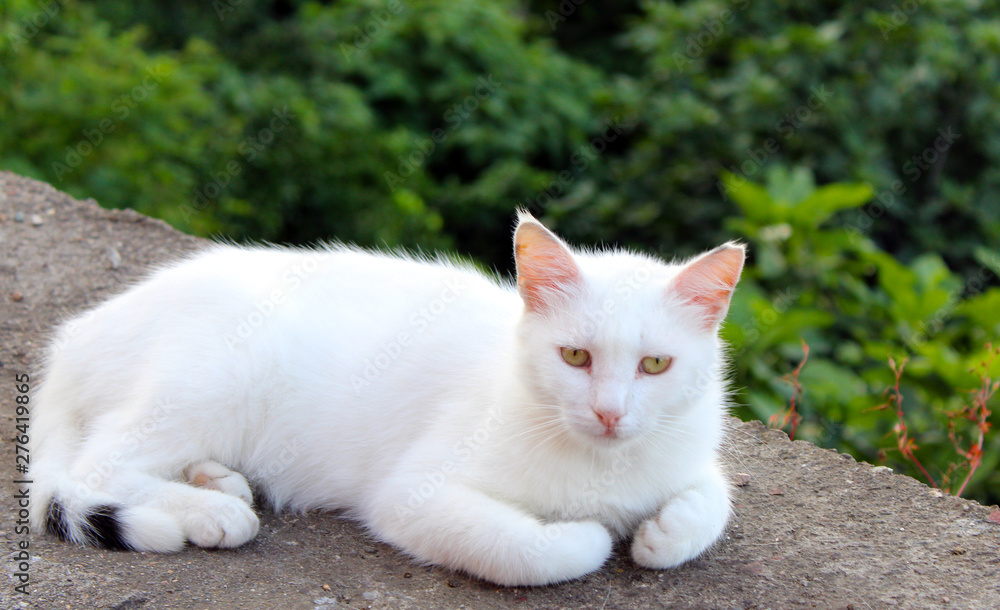 Beautiful white cat with green eyes