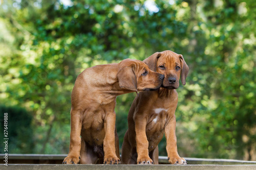 Quadro em tela Hunde zwei süße Rhodesian Ridgeback Welpen Rassehunde geben sich einen Kuss
