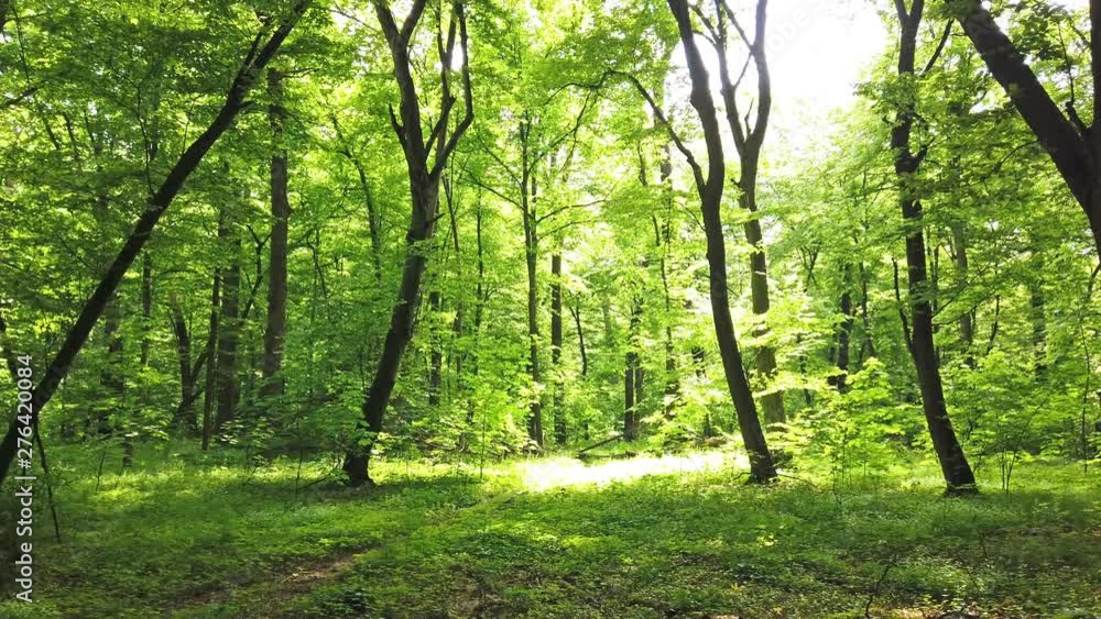 4K clip of green forest with trees and sun light going through leaves 4K clip of green forest with trees and sun light going through leaves