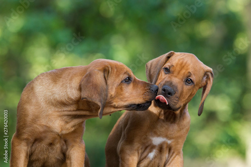 Tableau sur toile zwei niedliche kleine Hunde;  Rhodesian Ridgeback Welpen küssen sich, niedliche