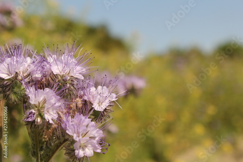 a blue phacelia flower closeup and a soft background in summer