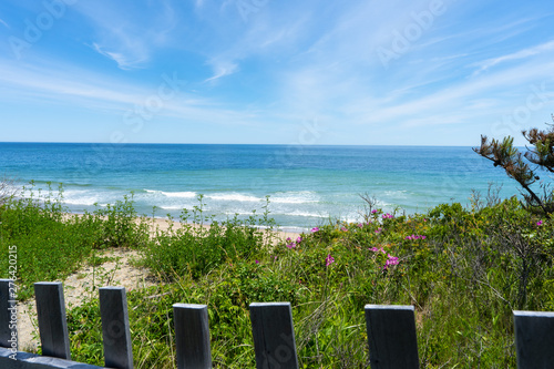 beautiful vacation scene of the bright aqua blue ocean and sand with bright pink roses among the grass on the beach in Cape Cod with erosion fencing in the foreground
