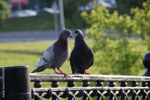 Pigeons