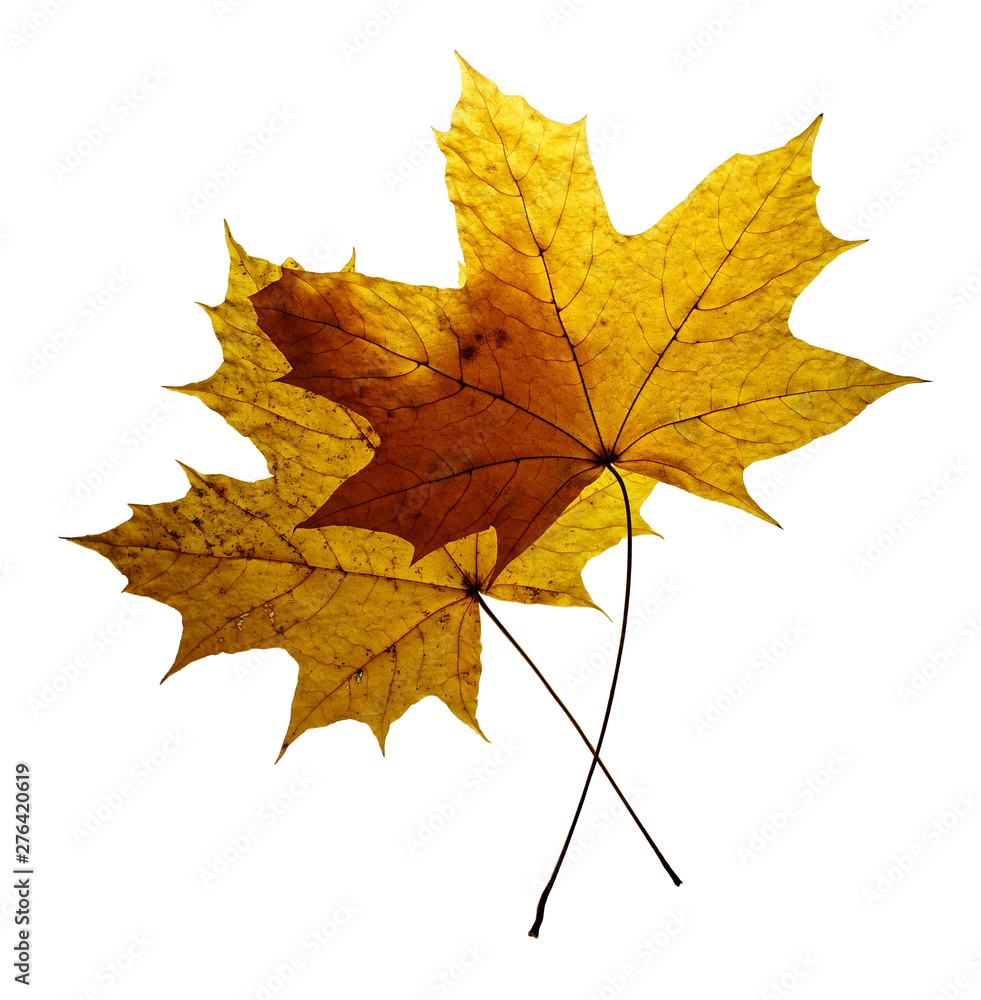 two dry autumn maple leaves isolated on white background two dry autumn maple leaves isolated on white background
