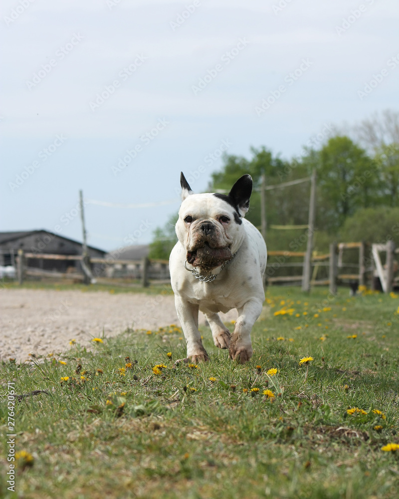 Fototapeta premium White french bulldog running towards camera with a stone in mouth. Playful and happy dog.