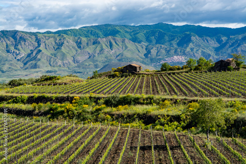 Landscape with green vineyards in Etna volcano region with mineral rich soil on Sicily, Italy photo