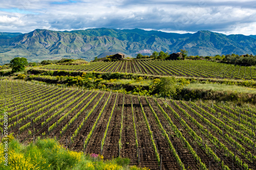 Landscape with green vineyards in Etna volcano region with mineral rich soil on Sicily, Italy