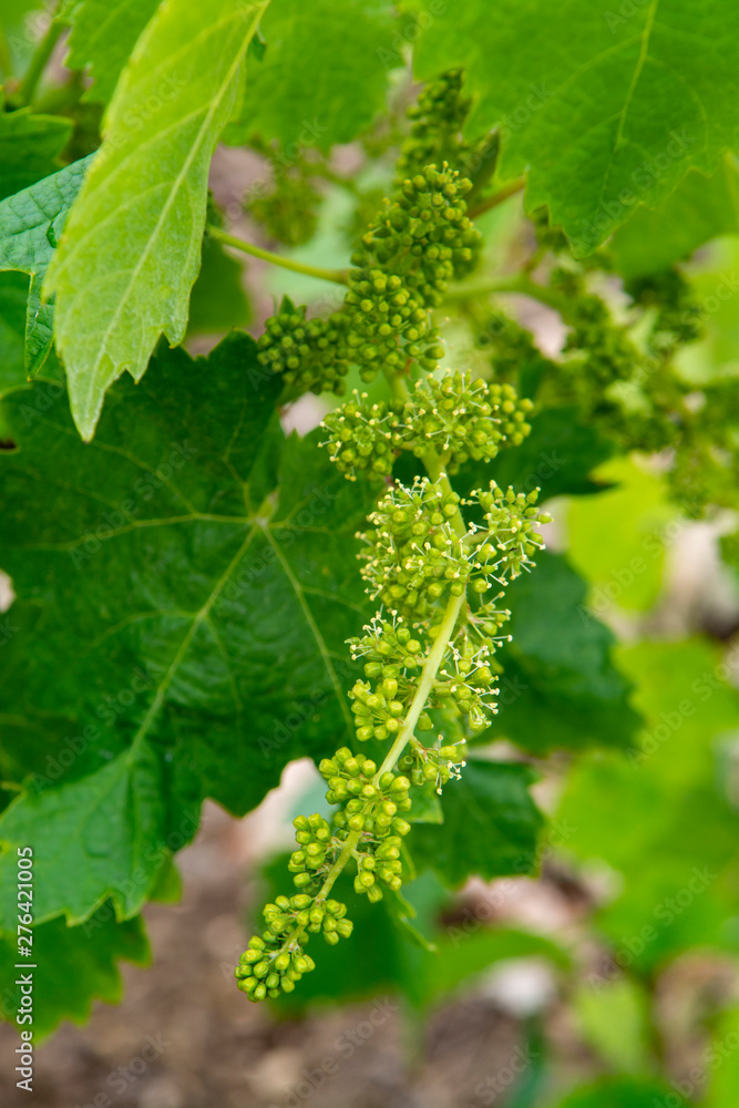 Young green unripe grape vines in vineyard close up