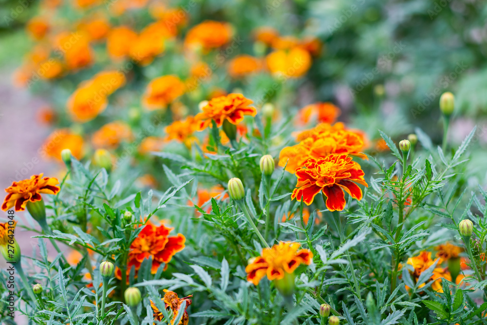 Marigold flower blossom in garden. Head of orange and yellow marigold plant, close up Marigold flower blossom in garden. Head of orange and yellow marigold plant, close up