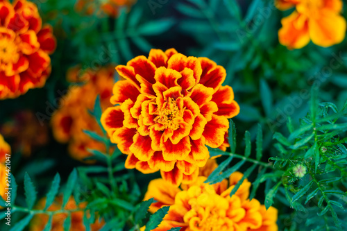 Marigold flower blossom in garden. Head of orange and yellow marigold plant, close up photo