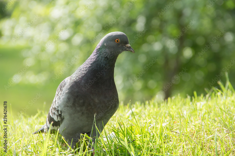 Fototapeta premium pigeon