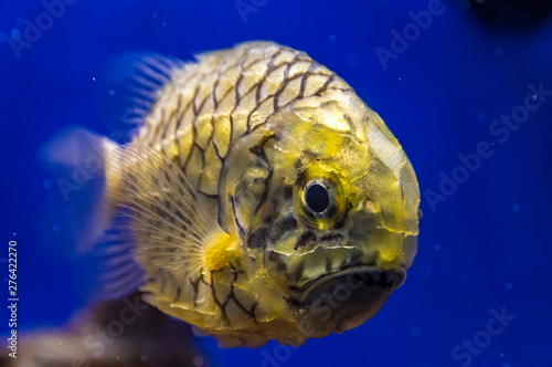 Obraz na płótnie Pineapplefish (Cleidopus gloriamaris) seen underwater. It is also known as Knightfish, Coat-of-mail fish or Pine Cone fish. Is a species of fish in the family Monocentridae w salonie