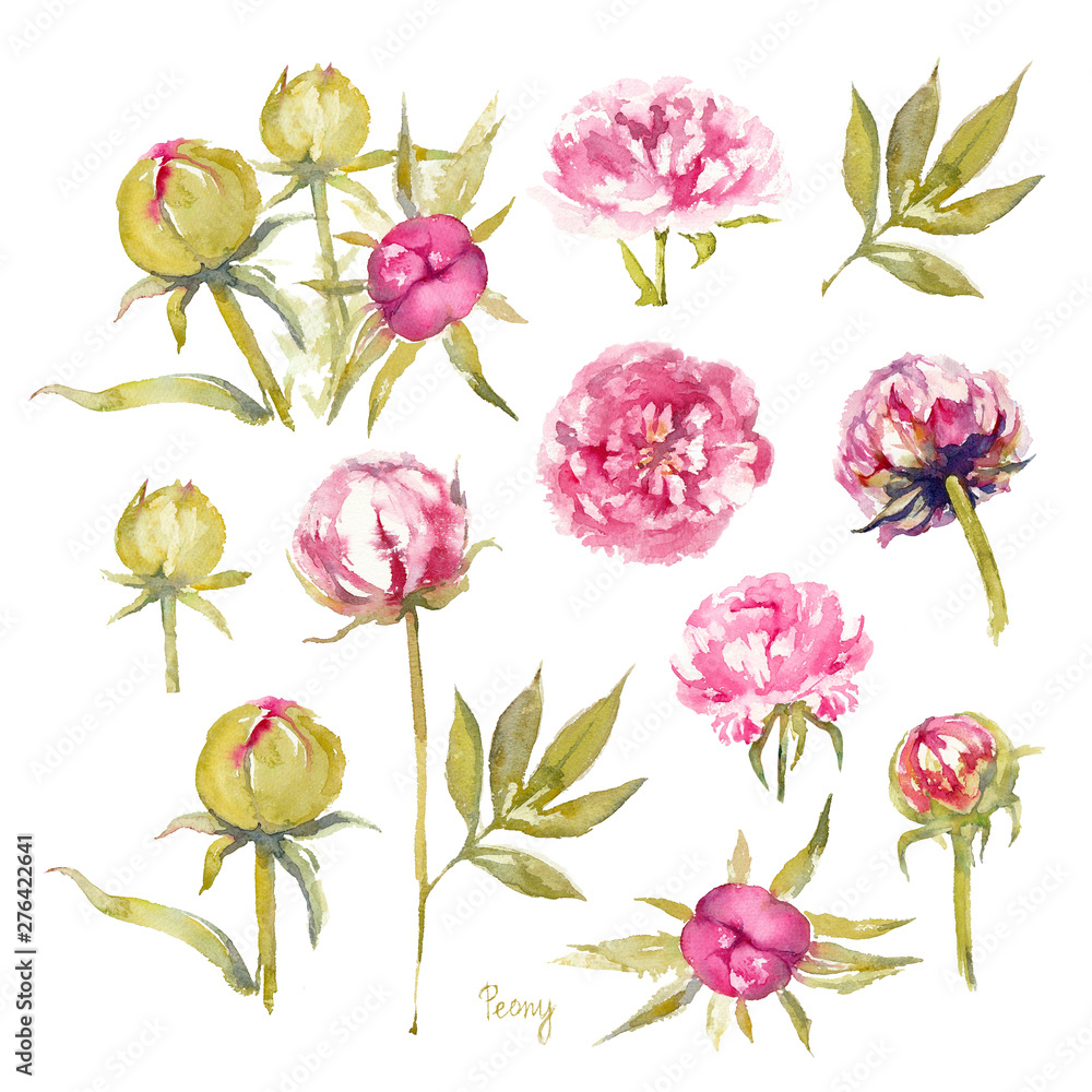 Peony Dr. Alexander Fleming. Isolated set of vivid pink peonies with double flowers, buds and leaves. Watercolor illustration. Peony Dr. Alexander Fleming. Isolated set of vivid pink peonies with double flowers, buds and leaves. Watercolor illustration.