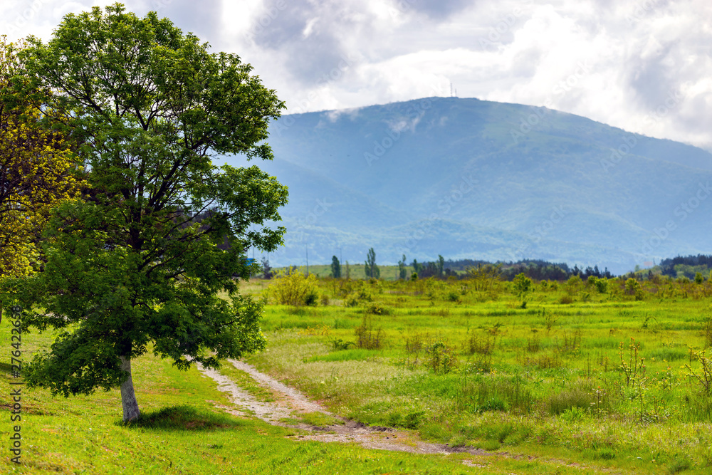 Image of a beautiful alone tree with big crown in spring and dirt road in mountains with clouds on background Image of a beautiful alone tree with big crown in spring and dirt road in mountains with clouds on background