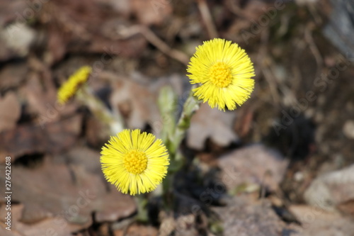 Flowers in spring