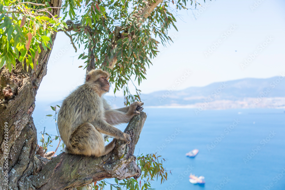 Naklejka premium The Barbary Macaque monkeys of Gibraltar. The only wild monkey population on the European Continent
