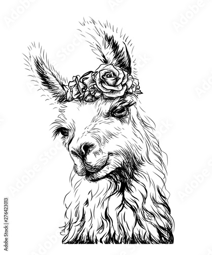 Lama/Alpaca. Sticker on the wall in the form of an outline, hand-drawn artistic portrait of a lama on a white background. photo
