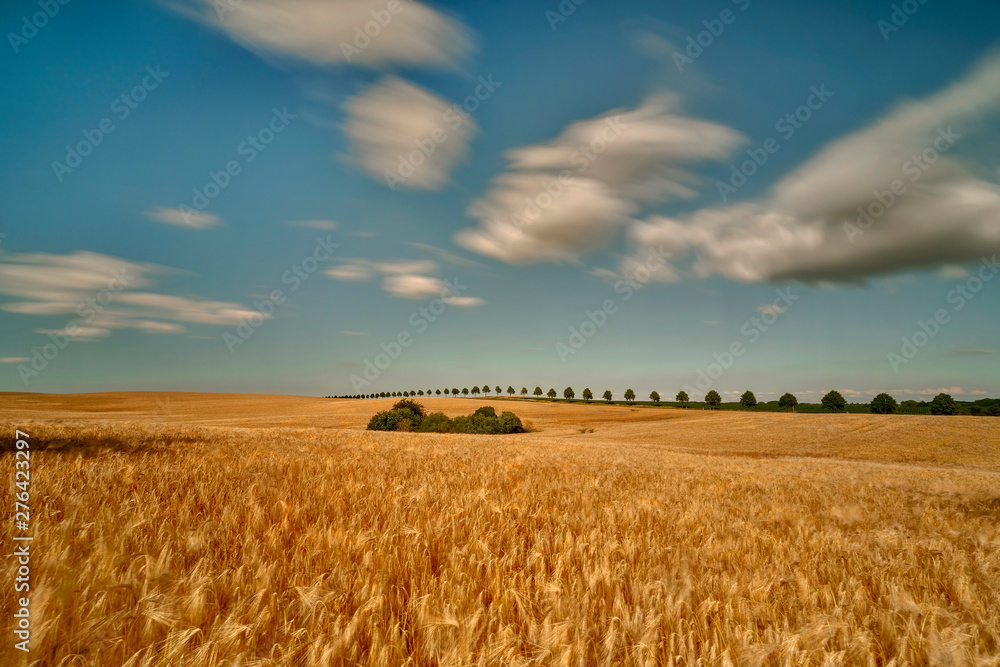 Fototapeta premium Field of ripening grain, Germany around Pasewalk