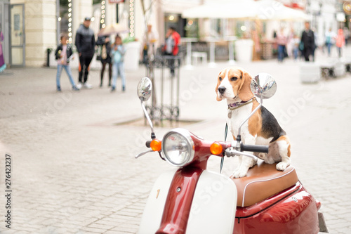 Beagle dog on a scooter on a city street