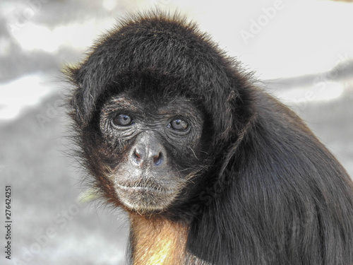 Photography Black Spider Monkey  Face