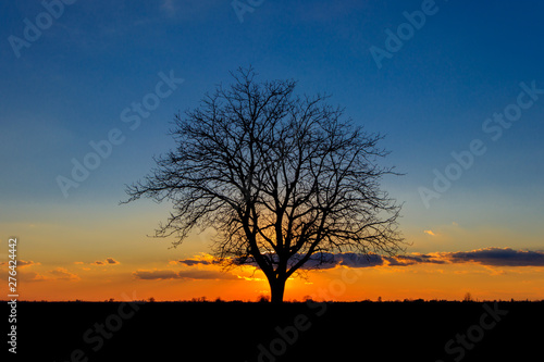 Sunset behind the lonely tree in the endless sea of agricultural plants