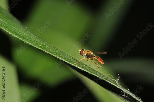 fly on a leaf © Katie