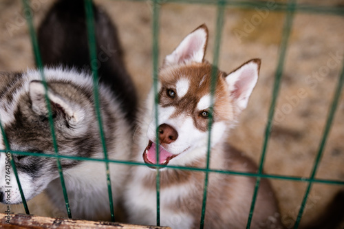 White Siberian Husky puppy outdoor